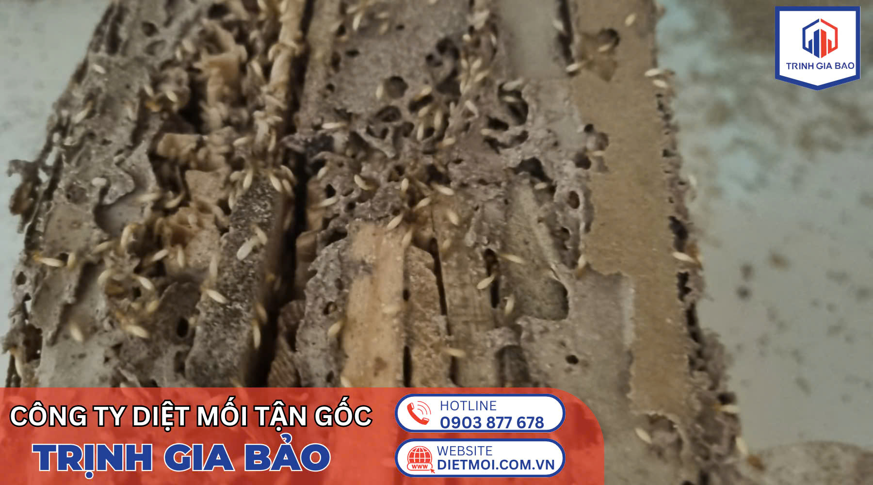 diệt mối quận 7