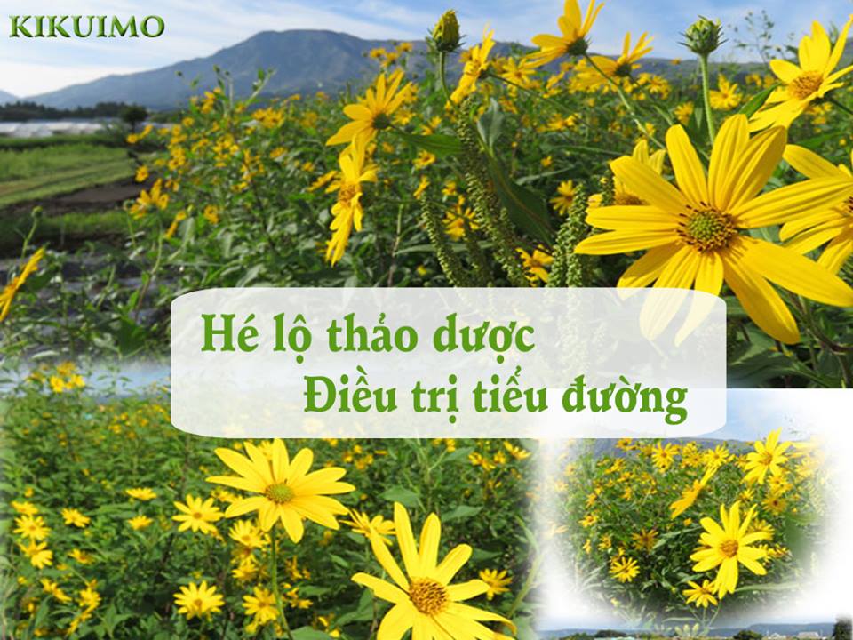 Chữa tiểu đường 100% không tái phát của người Nhật