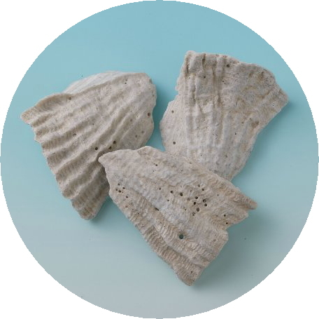 ut861enxg8xxxagofbxo.jpg?v=1479397657133