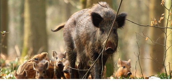 ban-lon-rung-nguyen-con