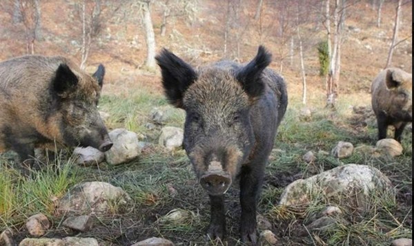 ban-lon-rung-nguyen-con