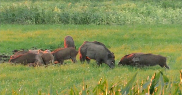 ban-lon-rung-nguyen-con