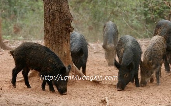 Cung Cấp Lợn Mường Chuẩn Uy Tín