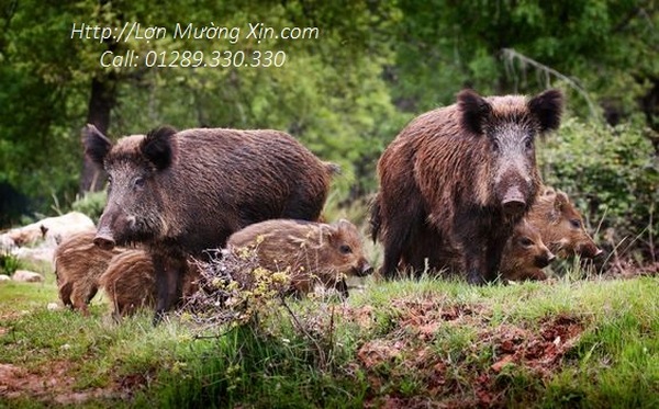 Cung Cấp Lợn Mường Chuẩn Uy Tín
