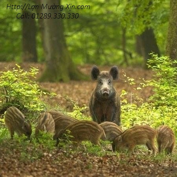 Cung Cấp Lợn Mường Chuẩn Uy Tín