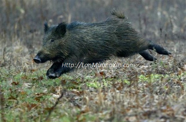 địa chỉ bán lợn mường giá tốt