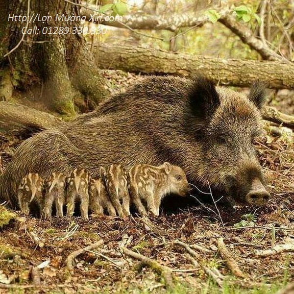 Địa Chỉ Cung Cấp Lợn Mường Chuẩn Giá Tốt