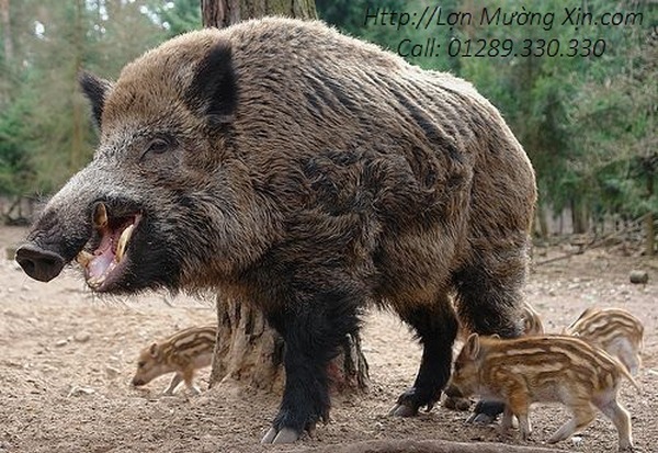 Địa chỉ mua lợn mường giá tốt