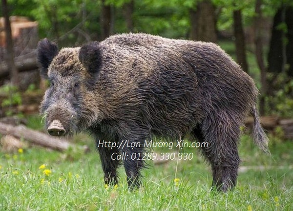 Lợn Mường Chuẩn Ở Hải Phòng