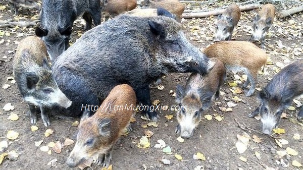 lợn mường ở Hà Nội