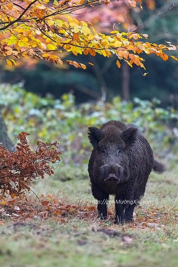 lợn mường tại Hà Nội