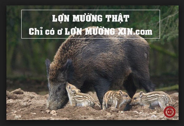 Lợn Mường Xịn sẽ cung cấp lợn Mường chất lượng cho bạn