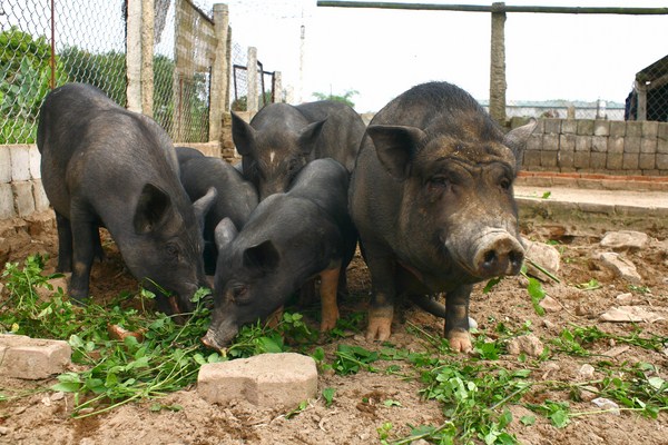 Lợn mường chính gốc