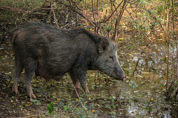 thịt lợn mường giá tốt