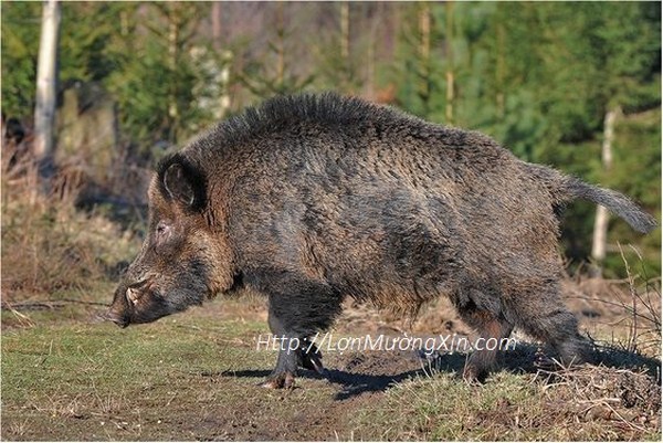 lợn Mường mua ở Hà Nội