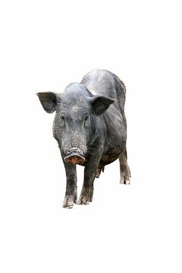 Lợn Mường ở Hà Nội