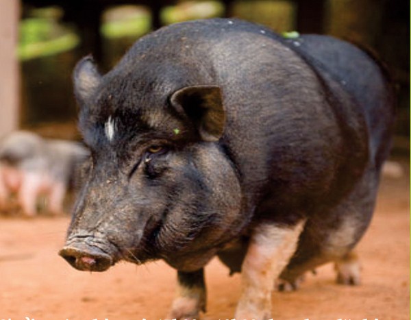 Lợn Mường ở Hà Nội