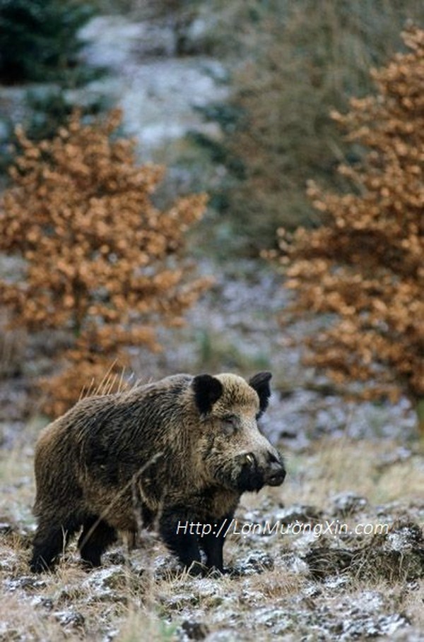 Lợn Mường tại Hải Phòng