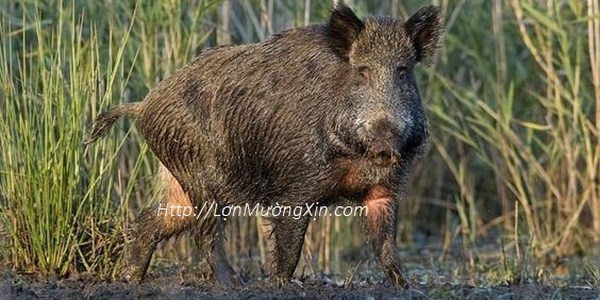 Lợn Mường tại Hải Phòng