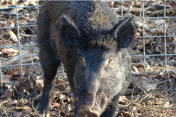 lon-rung-nguyen-con-mua-o-ha-noi