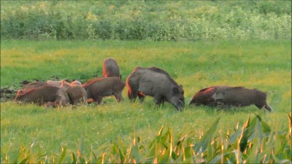 lon-rung-nguyen-con-o-hai-phong