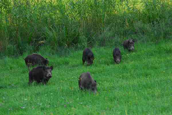 lon-rung-nguyen-con-o-hai-phong