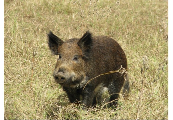 lon-muong-nguyen-con