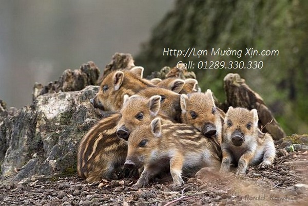 Lợn Mường xịn