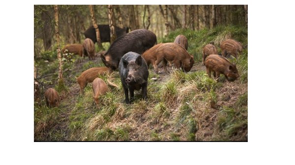 mua-lon-rung-nguyen-con