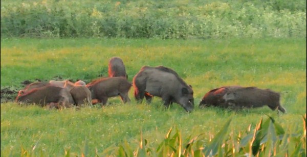 mua-lon-rung-nguyen-con