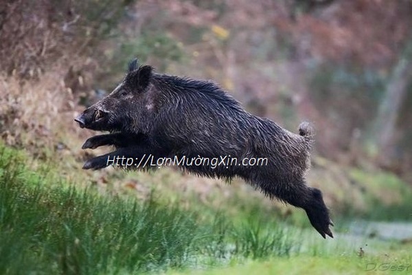 Chọn những con ăn khỏe