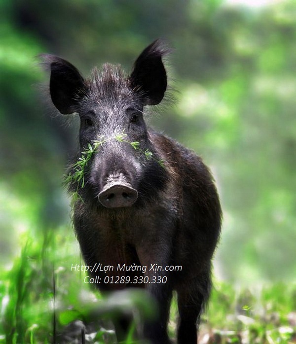 Hình dáng bên ngoài của lợn Mường.