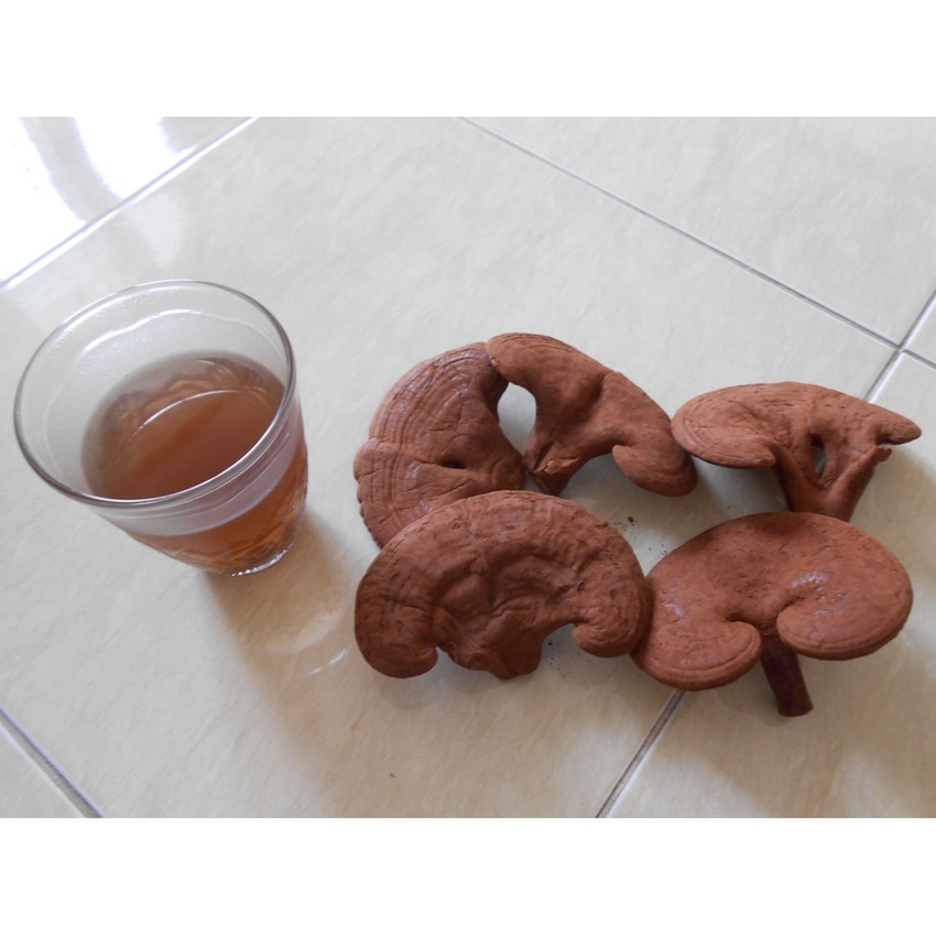 Nấm linh chi Phúc An