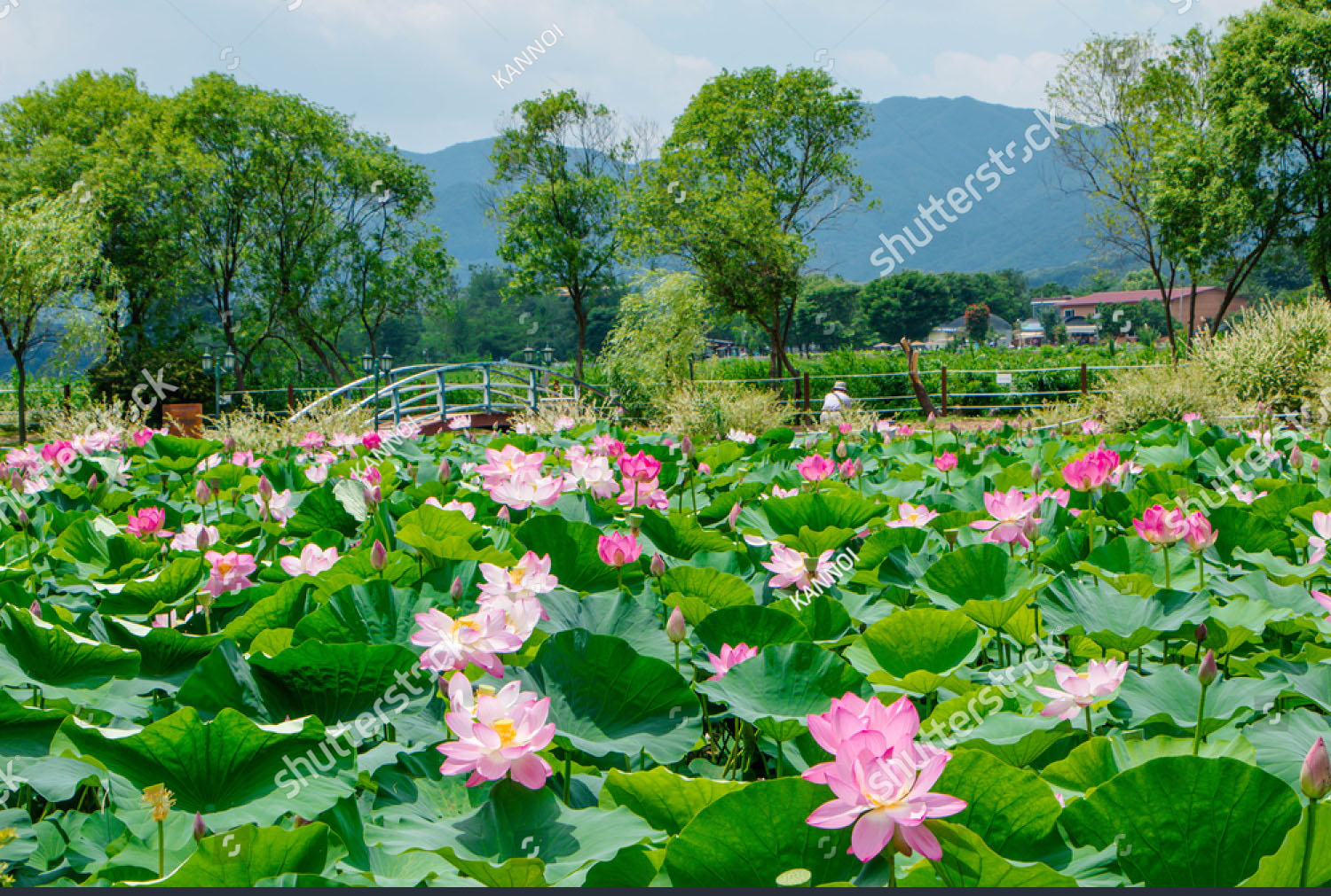 tranh-dan-tuong-3d-phong-canh-dam-sen