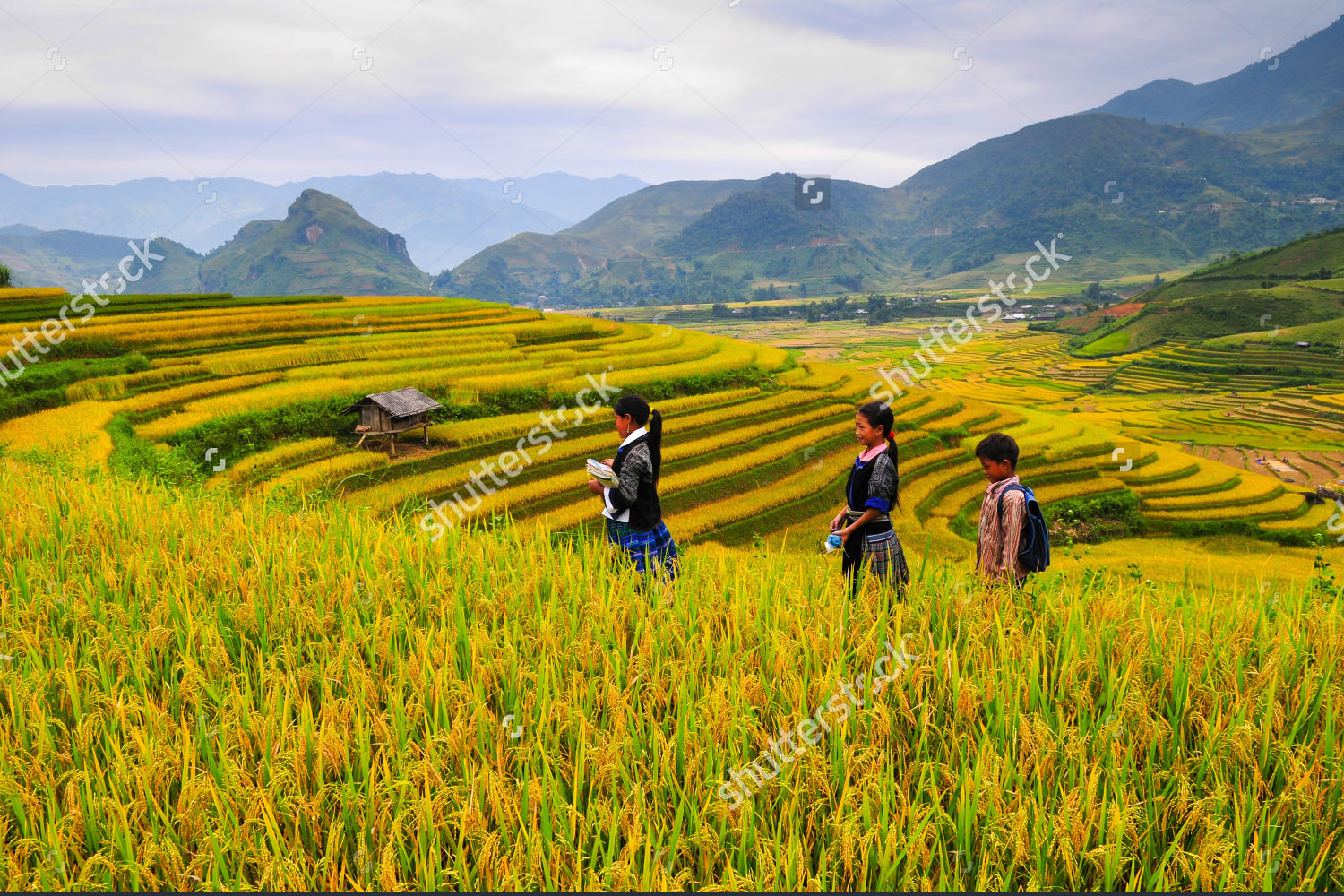 tranh-dan-tong-ruong-bac-thang-lao-cai-sapa