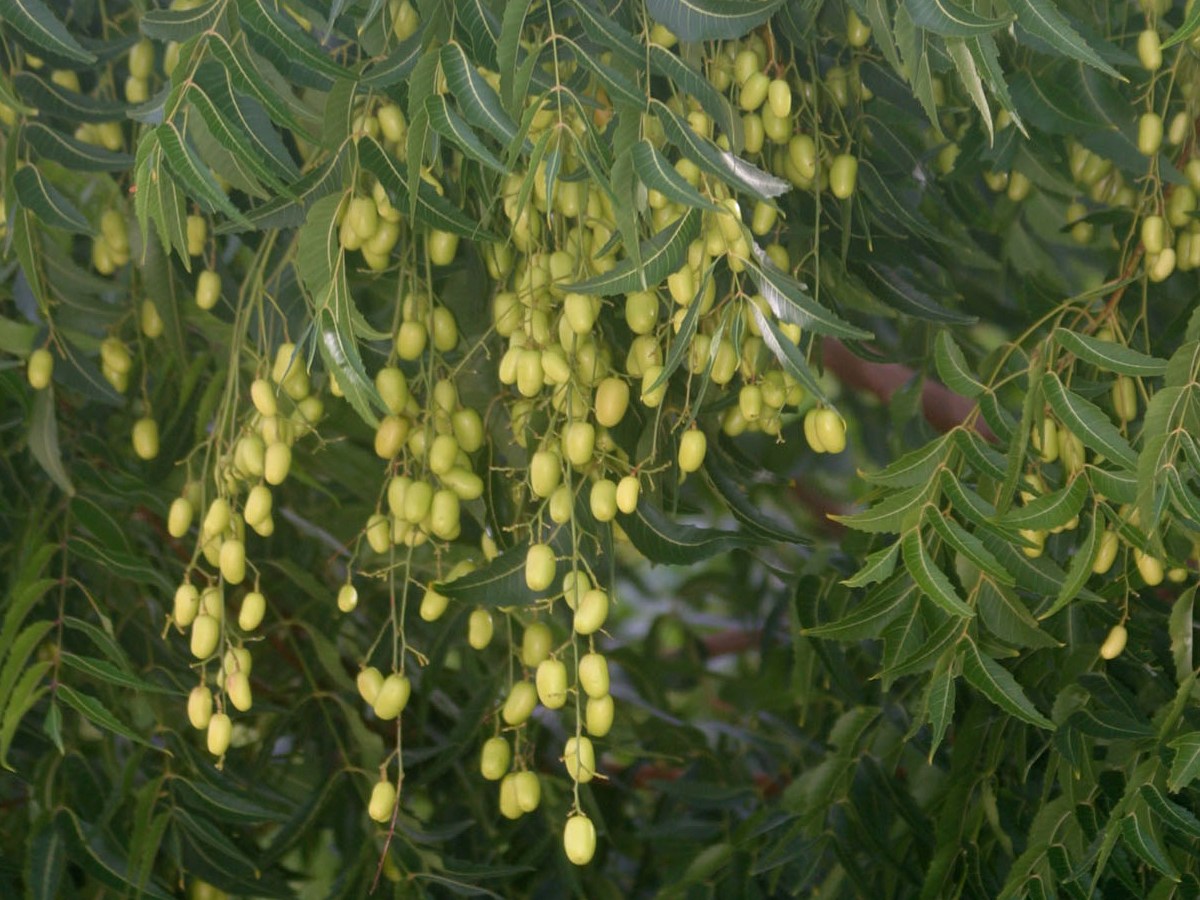 lá neem