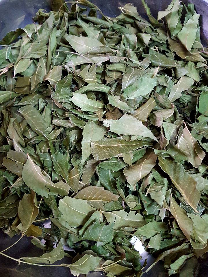 lá neem khô, trà lá neem, la neem kho