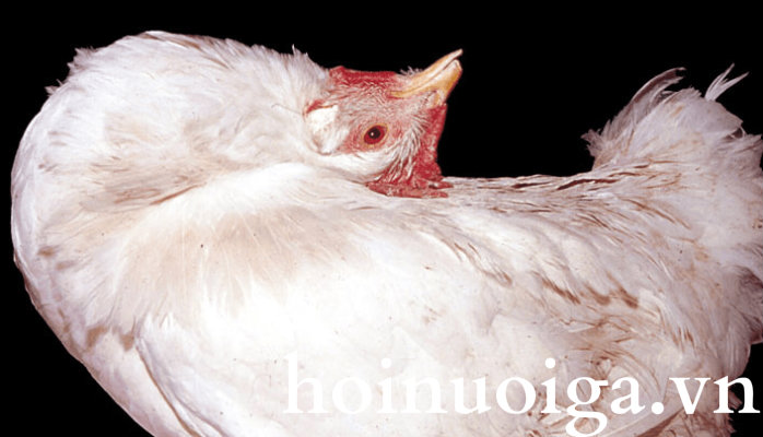 bệnh thiêu vitamin B1 ở gà.