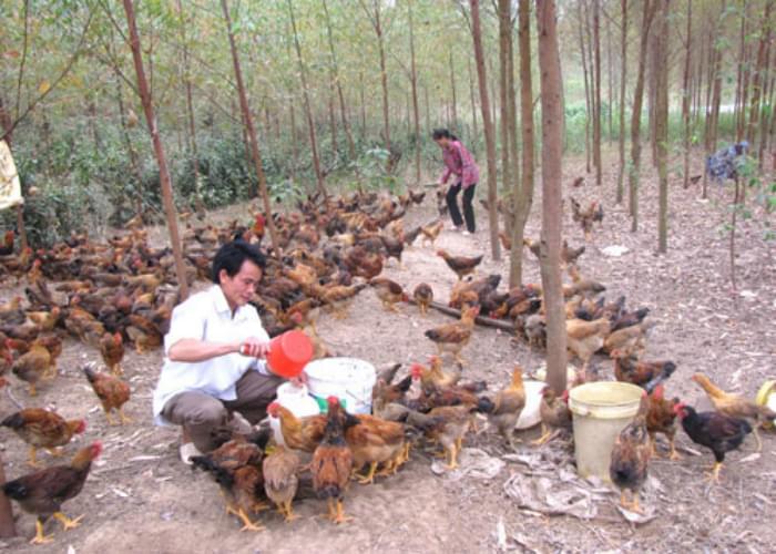 cách làm chuồng gà