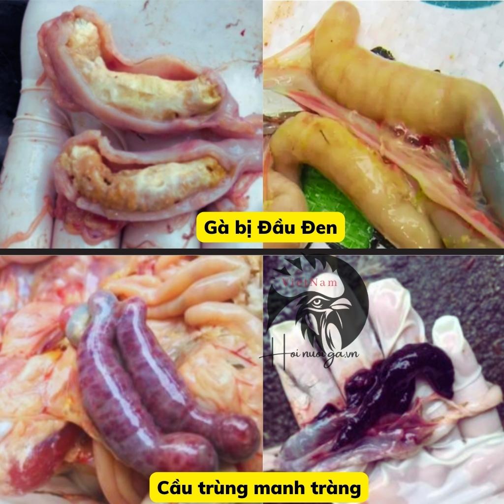 manh trang ruột thừa của gà có kén xuất huyết là bệnh gì cầu trùng hay là đầu đen, mổ khám gà của hội nuôi gà việt nam