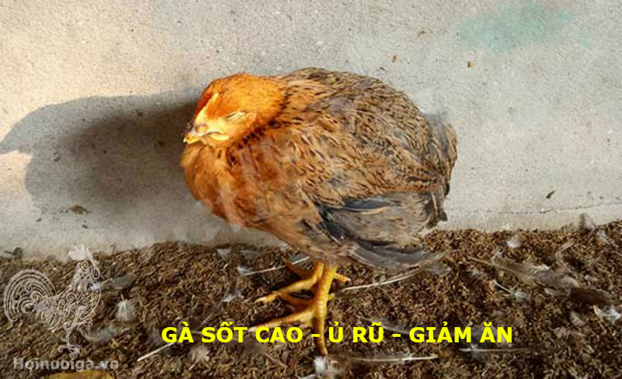 bệnh ort gà ủ rũ bỏ ăn rụt cổ