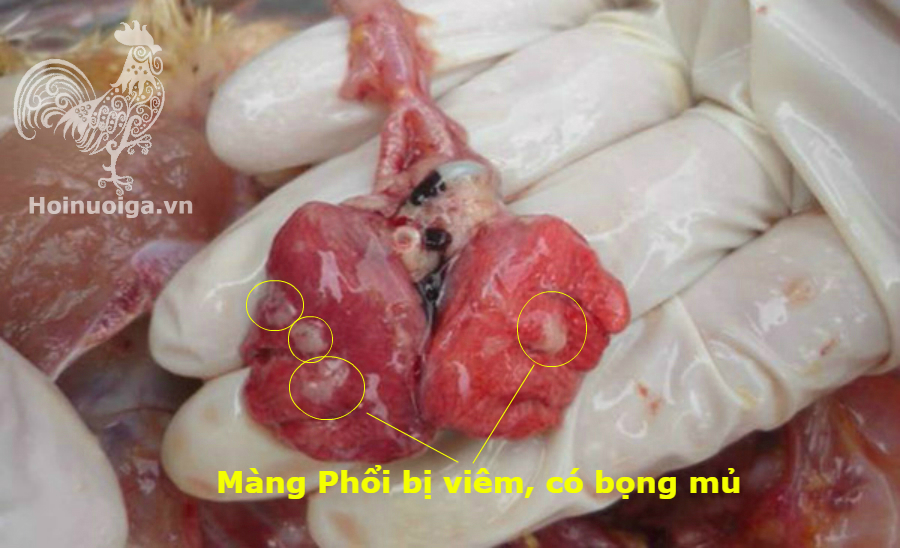 bệnh ort ở gà