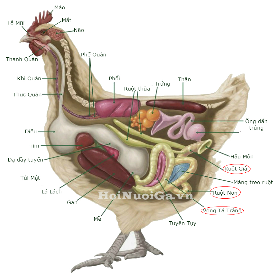 bộ  phận cơ thể gà - hội nuôi gà việt nam