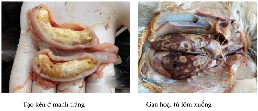 ga bị bệnh đầu đen