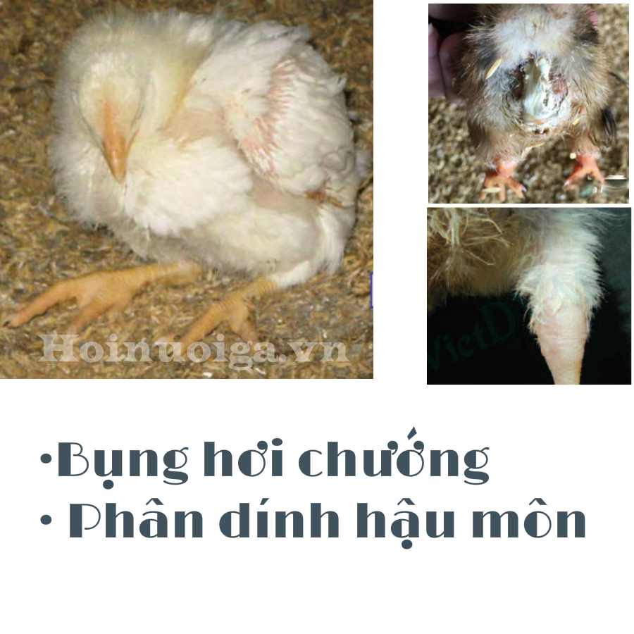 gà bị bệnh thương hàn