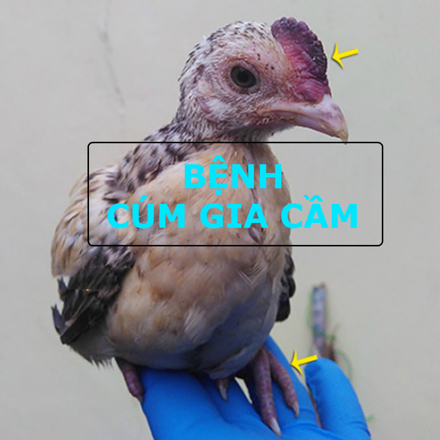 gà bị cúm gia cầm