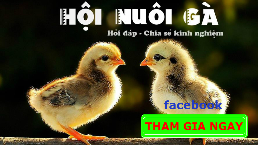 hội nuôi gà việt nam