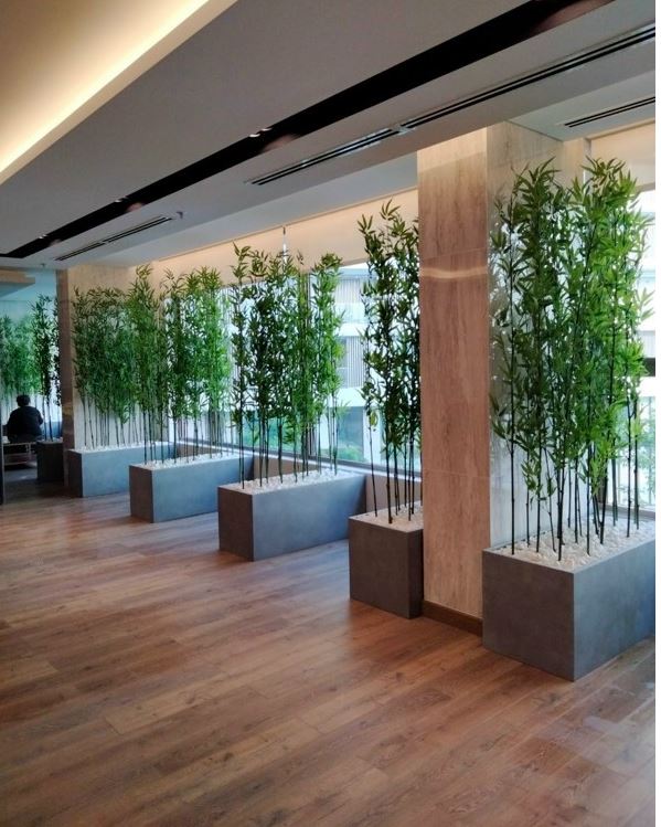 Cây trúc quân tử giả làm hàng rào