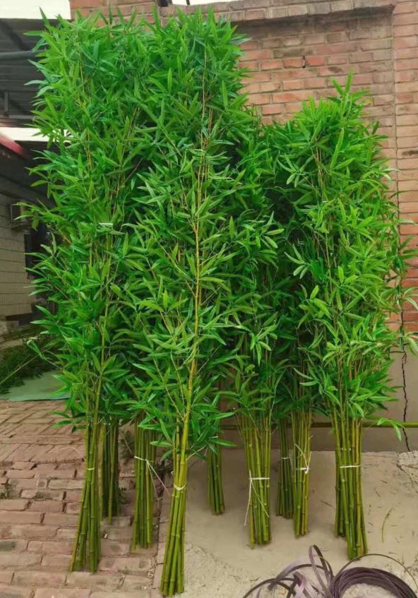 Cây trúc quân trử giả trang trí tiểu cảnh