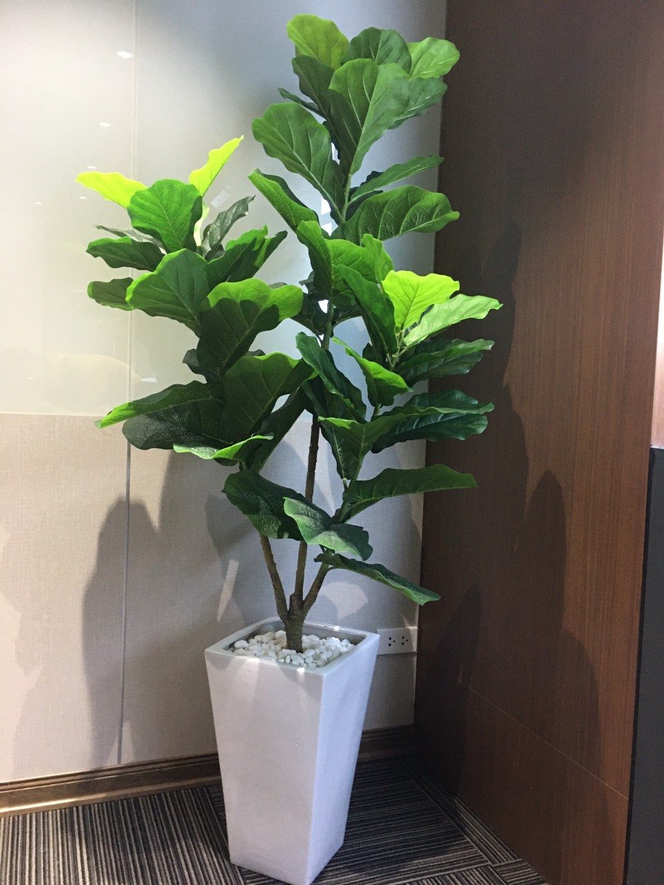 Cây bàng giả trang trí nội thất đẹp